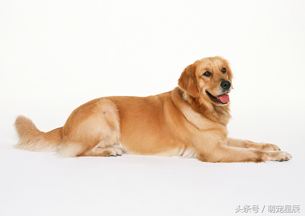 犬腹膜炎诊断,宠物犬胰腺炎的诊断与防治视频