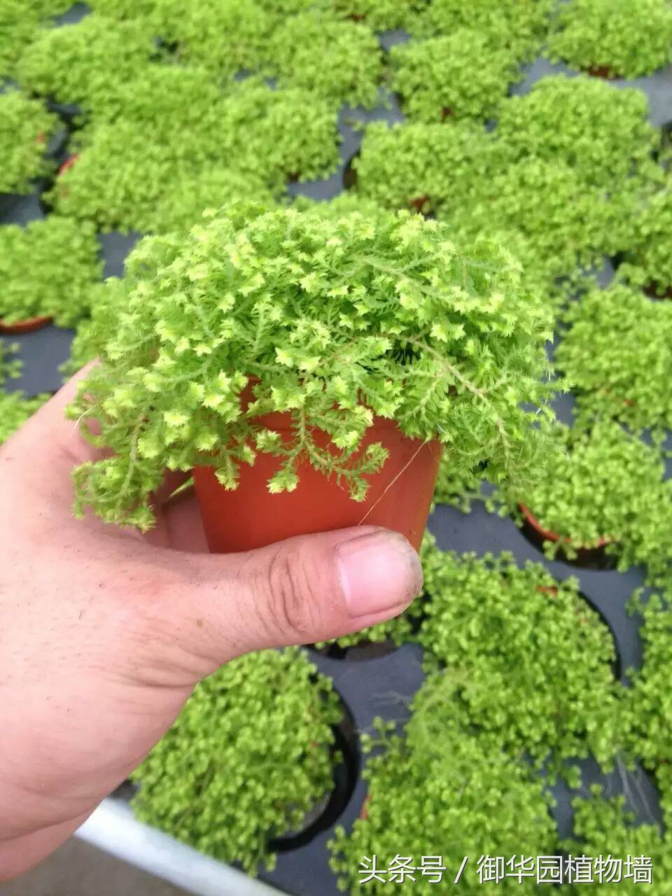 植物墙怎么选择,植物墙选什么树好