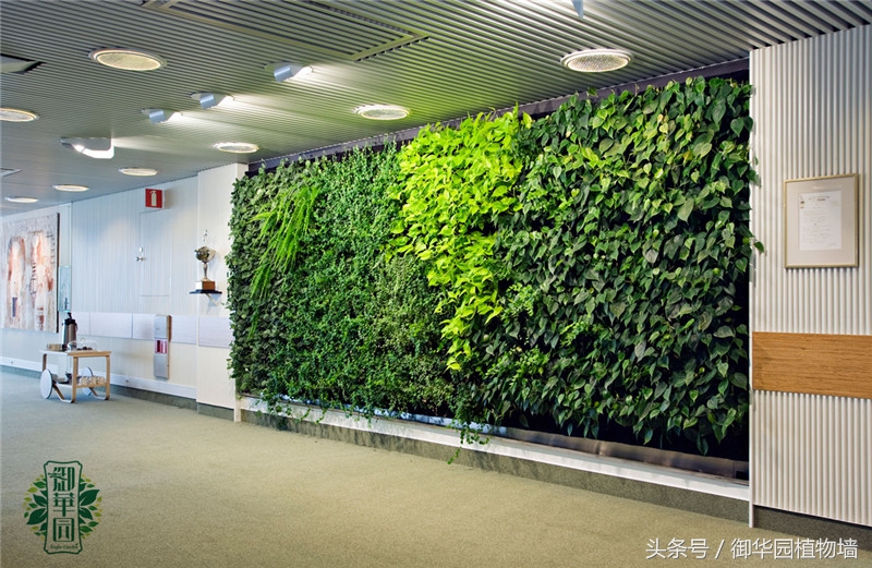 植物墙怎么选择,植物墙选什么树好