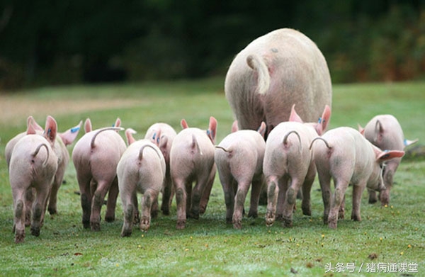 猪瘸腿病预防,猪后腿关节肿了是什么病