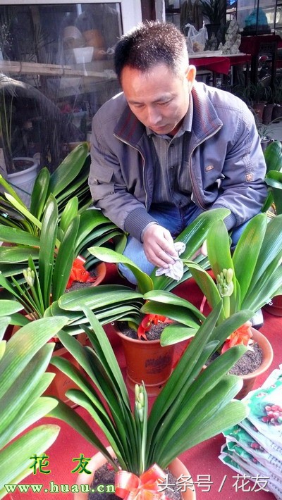 啤酒能浇花吗能浇绿萝吗,君子兰用啤酒浇花咋浇