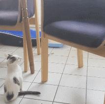 为什么这只猫尾巴很长腿却很短呢,天生三条腿小猫