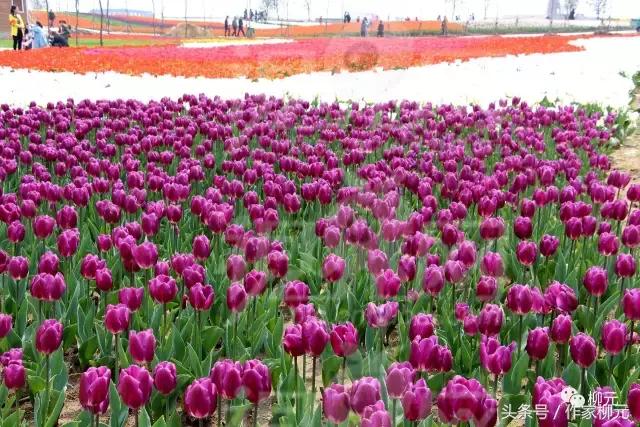 银川花博园郁金香花海,银川花博园游览图
