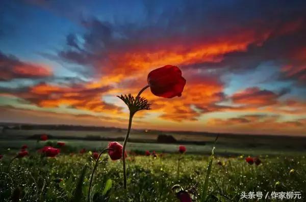 银川花博园郁金香花海,银川花博园游览图