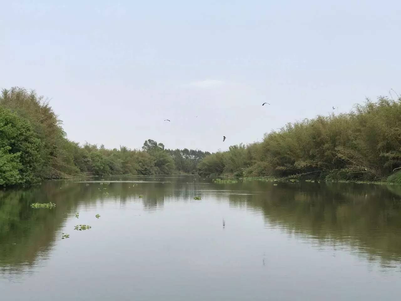 2020年惠州紫溪半岛花海世界,惠州紫溪半岛花海世界几月去最好