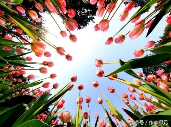 银川花博园郁金香花海,银川花博园游览图