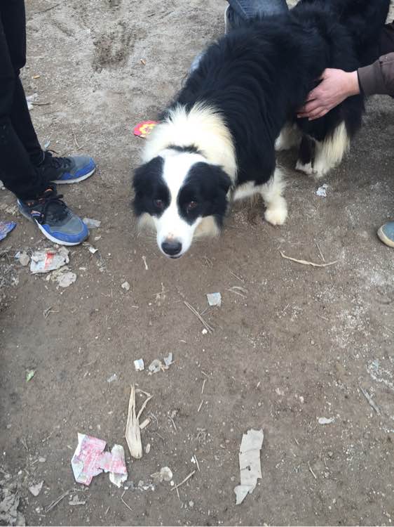 边牧狗狗怀孕多少天显肚子,边牧怀孕多久才可以照b超