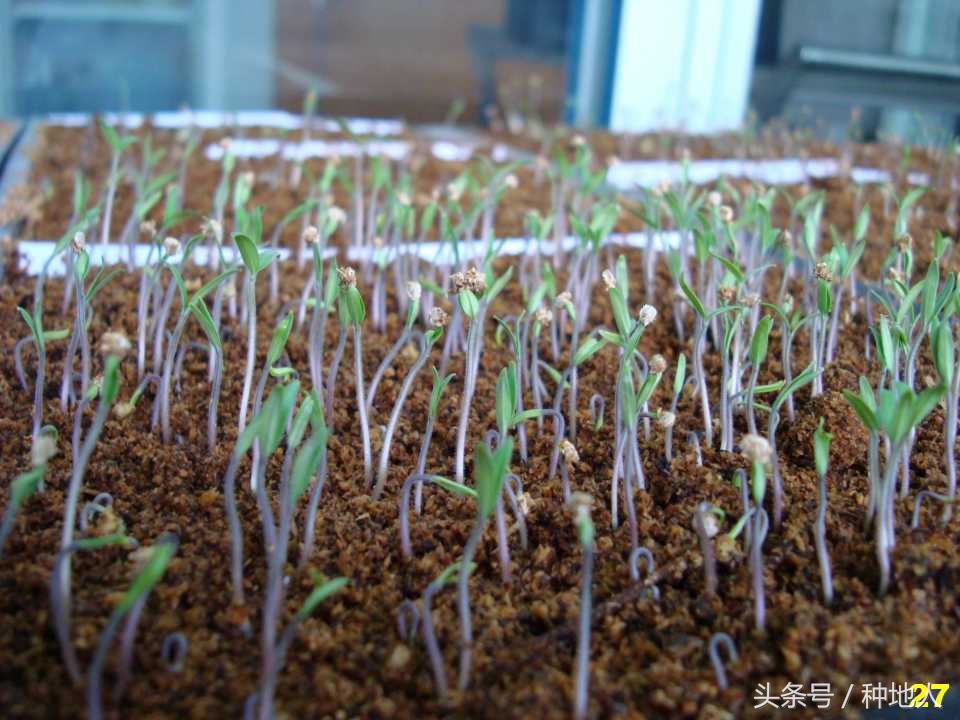 看看高手如何做管理的,看看山东大棚甜瓜种植技术