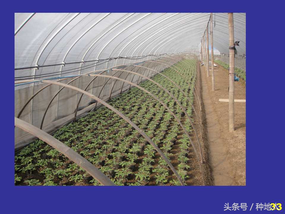 看看高手如何做管理的,看看山东大棚甜瓜种植技术