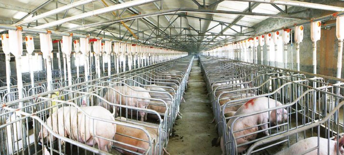 新希望饲料发展,新希望集团案例分析