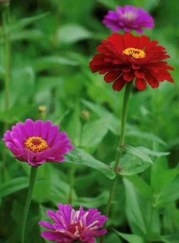 2020年惠州紫溪半岛花海世界,惠州紫溪半岛花海世界几月去最好