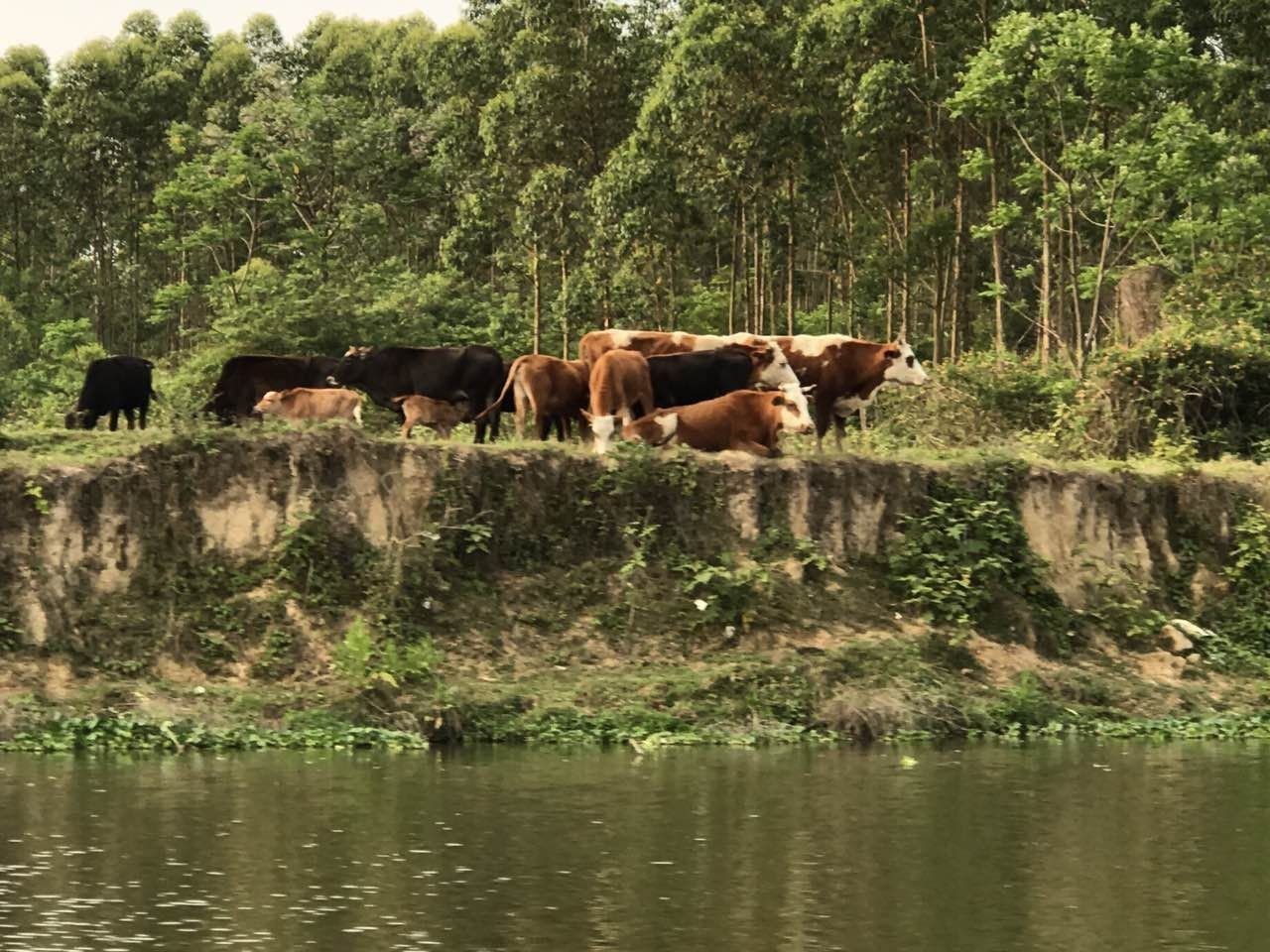 2020年惠州紫溪半岛花海世界,惠州紫溪半岛花海世界几月去最好