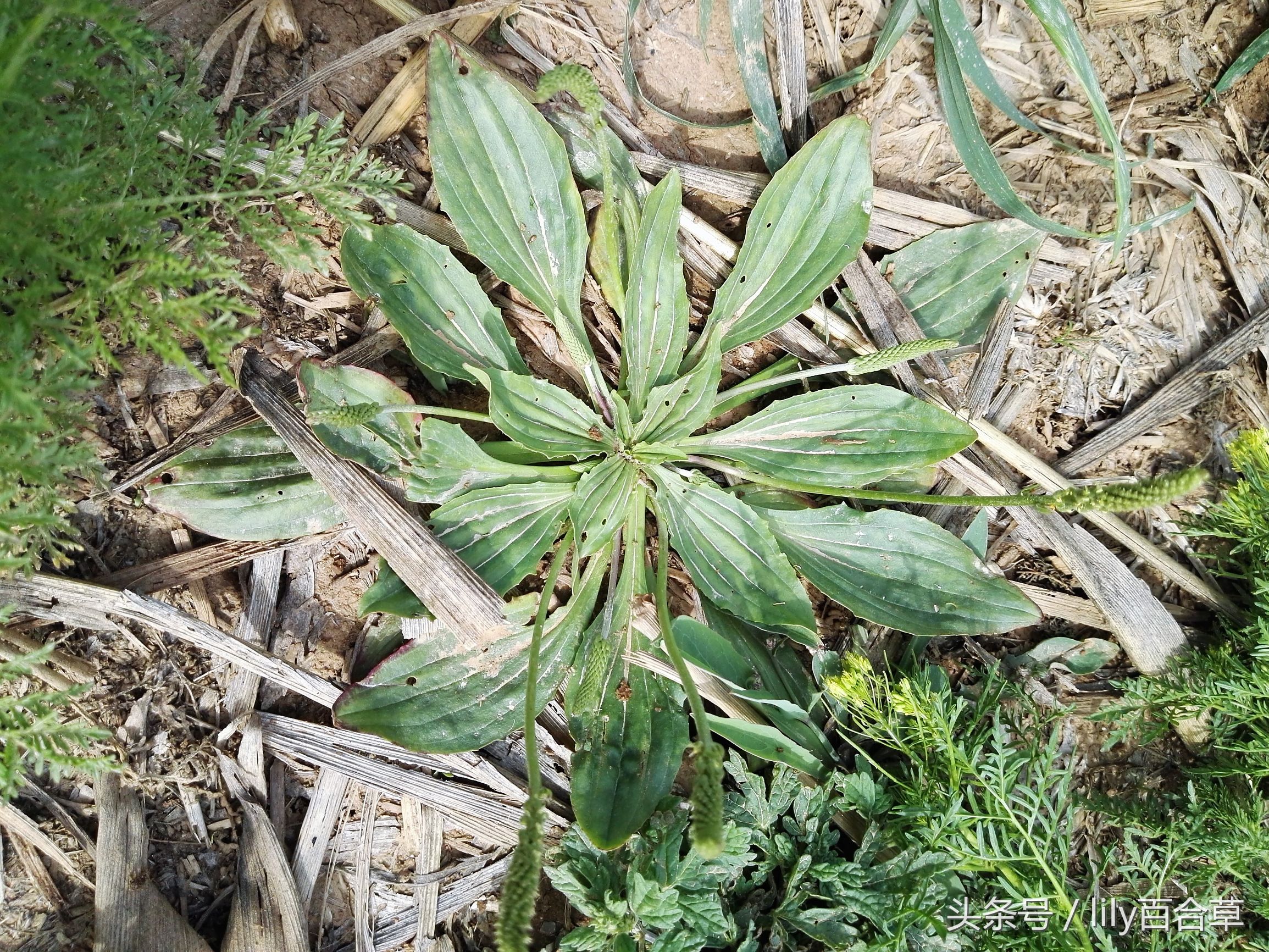 车前草木瓜干薏米治疗痛风,玉米须和车前草能治痛风吗