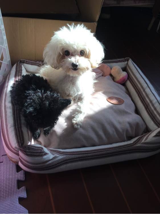 怀孕贵宾狗狗快生了的征兆,贵宾犬受孕后几个月生