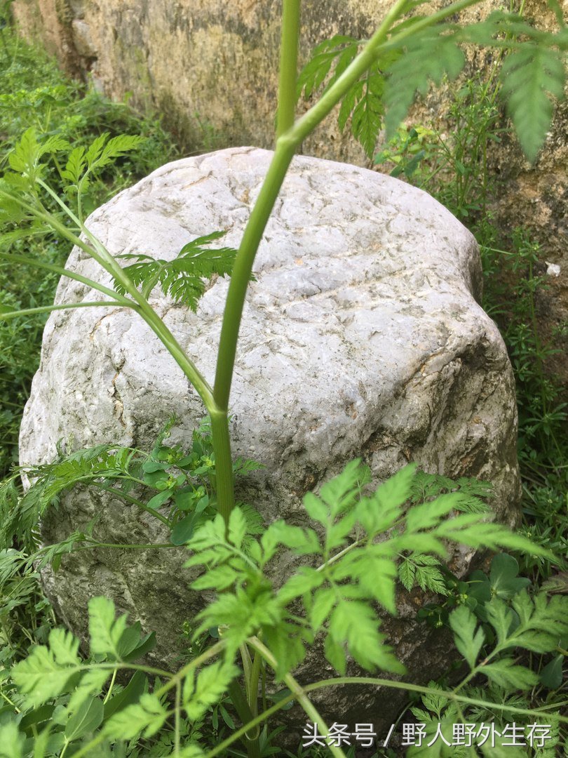 枸杞苗是什么菜,野枸杞野菜