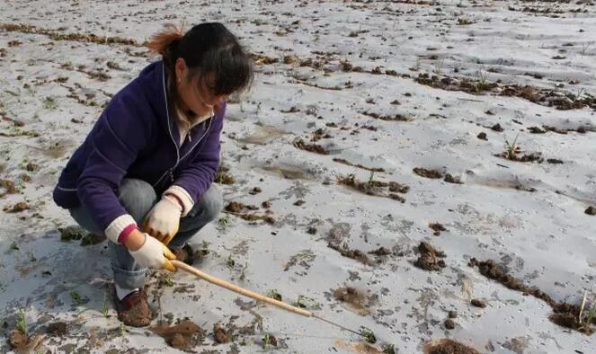 中国国际大蒜网邳州大蒜今日行情,世界大蒜看金乡