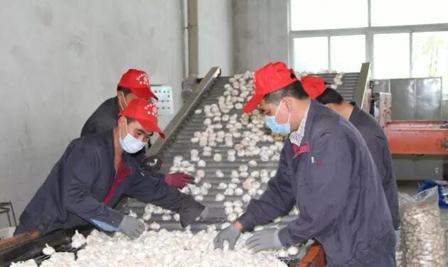 中国国际大蒜网邳州大蒜今日行情,世界大蒜看金乡