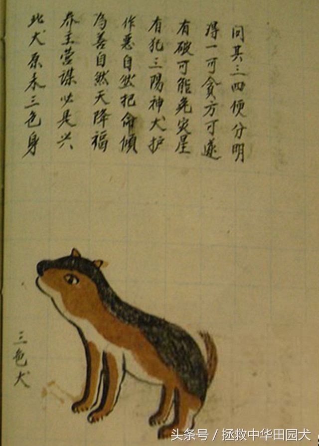 狗种类大全中华田园犬,中华田园犬之四眼土狗科普