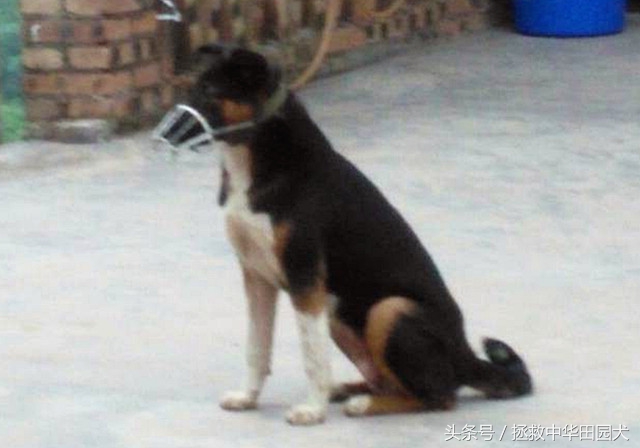 狗种类大全中华田园犬,中华田园犬之四眼土狗科普