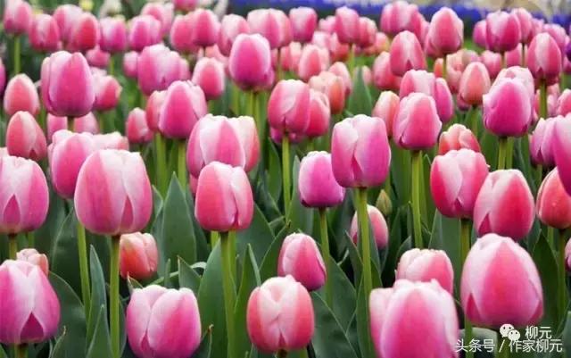 银川花博园郁金香花海,银川花博园游览图