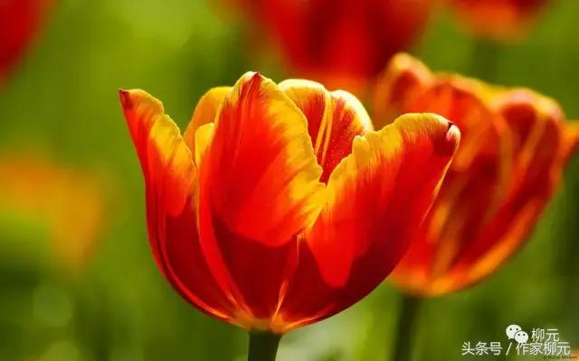 银川花博园郁金香花海,银川花博园游览图