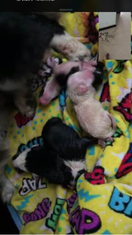 边牧狗狗怀孕多少天显肚子,边牧怀孕多久才可以照b超