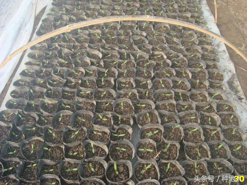 看看高手如何做管理的,看看山东大棚甜瓜种植技术