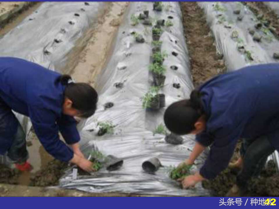 看看高手如何做管理的,看看山东大棚甜瓜种植技术