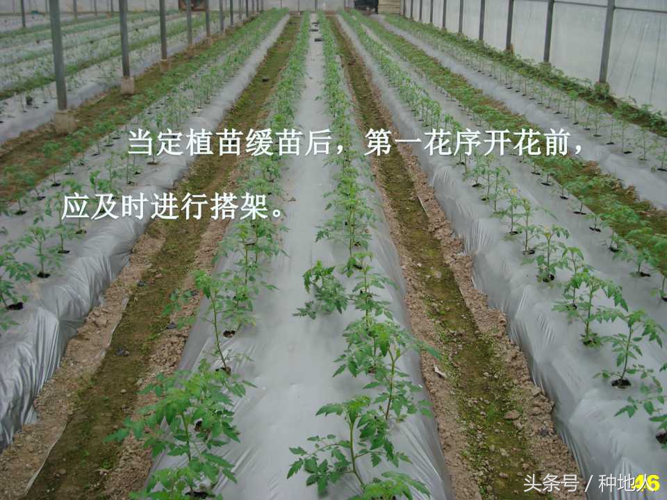 看看高手如何做管理的,看看山东大棚甜瓜种植技术