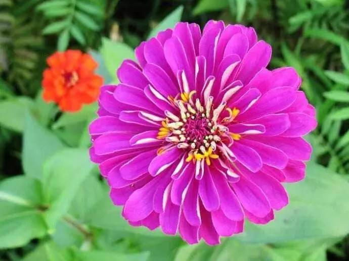 2020年惠州紫溪半岛花海世界,惠州紫溪半岛花海世界几月去最好