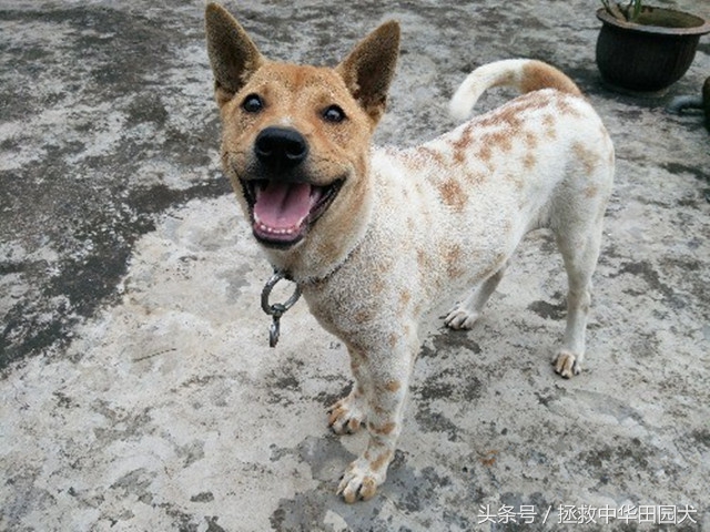 狗种类大全中华田园犬,中华田园犬之四眼土狗科普