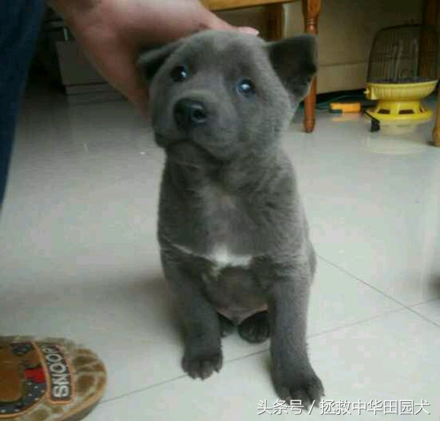 狗种类大全中华田园犬,中华田园犬之四眼土狗科普