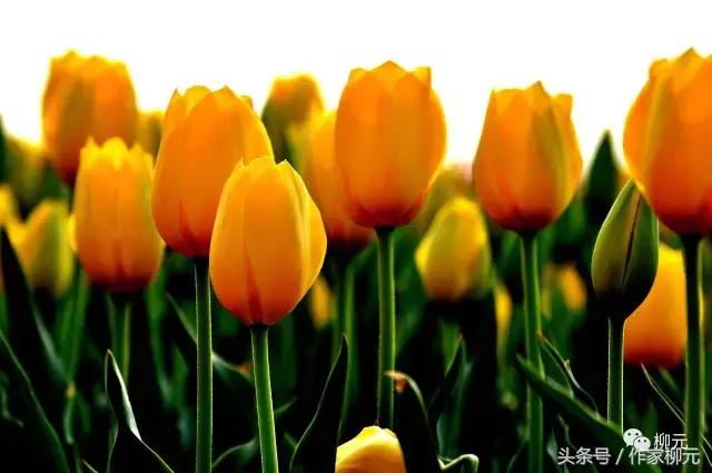 银川花博园郁金香花海,银川花博园游览图