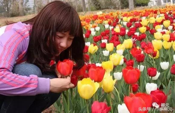 银川花博园郁金香花海,银川花博园游览图