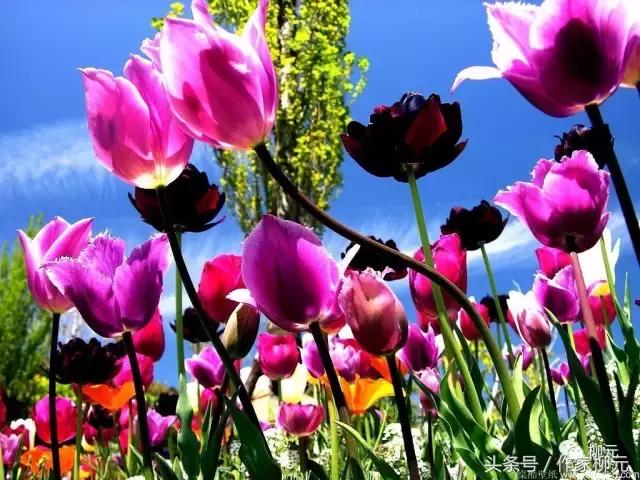 银川花博园郁金香花海,银川花博园游览图