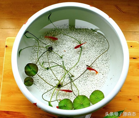 碗莲荷花可以一直用水种植吗,碗莲是要用土来种还是用水来泡的