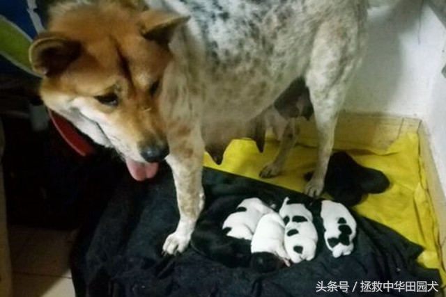 狗种类大全中华田园犬,中华田园犬之四眼土狗科普