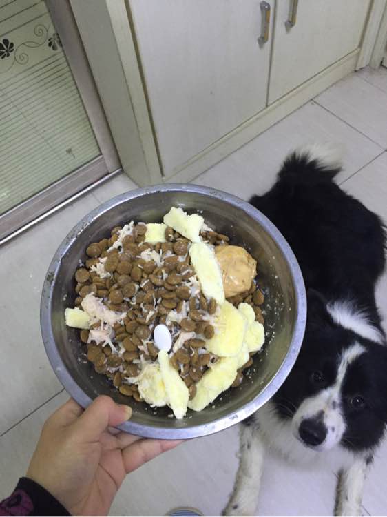 边牧狗狗怀孕多少天显肚子,边牧怀孕多久才可以照b超