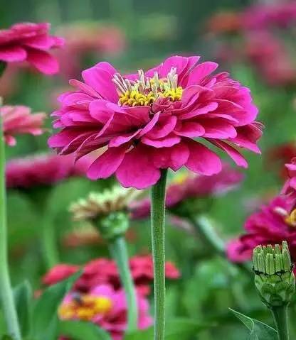 2020年惠州紫溪半岛花海世界,惠州紫溪半岛花海世界几月去最好