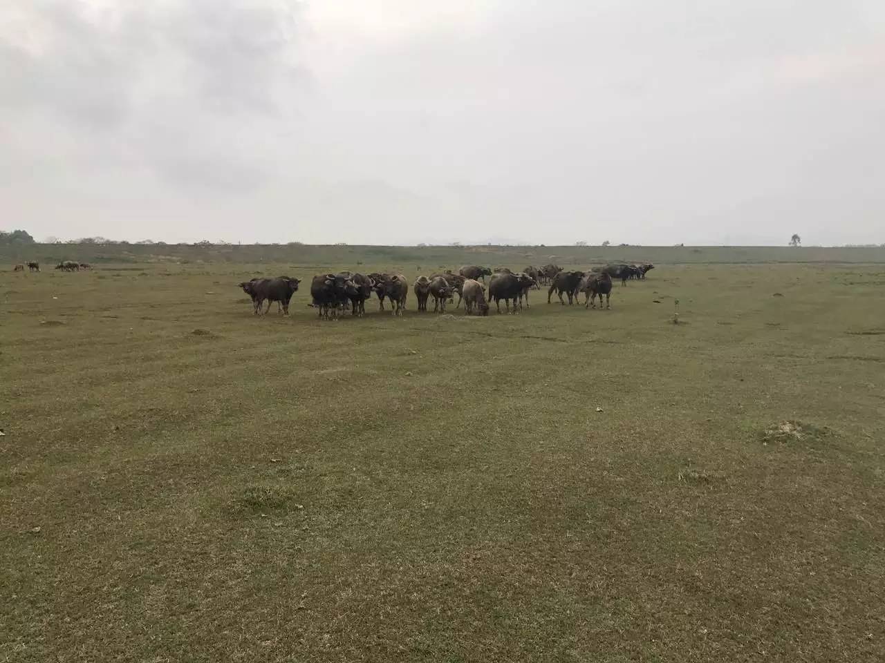 2020年惠州紫溪半岛花海世界,惠州紫溪半岛花海世界几月去最好