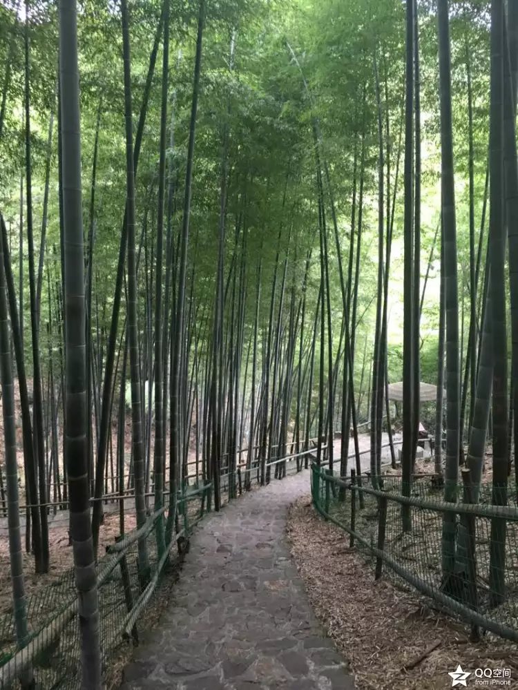 宜兴江南竹海,大美宜兴竹海