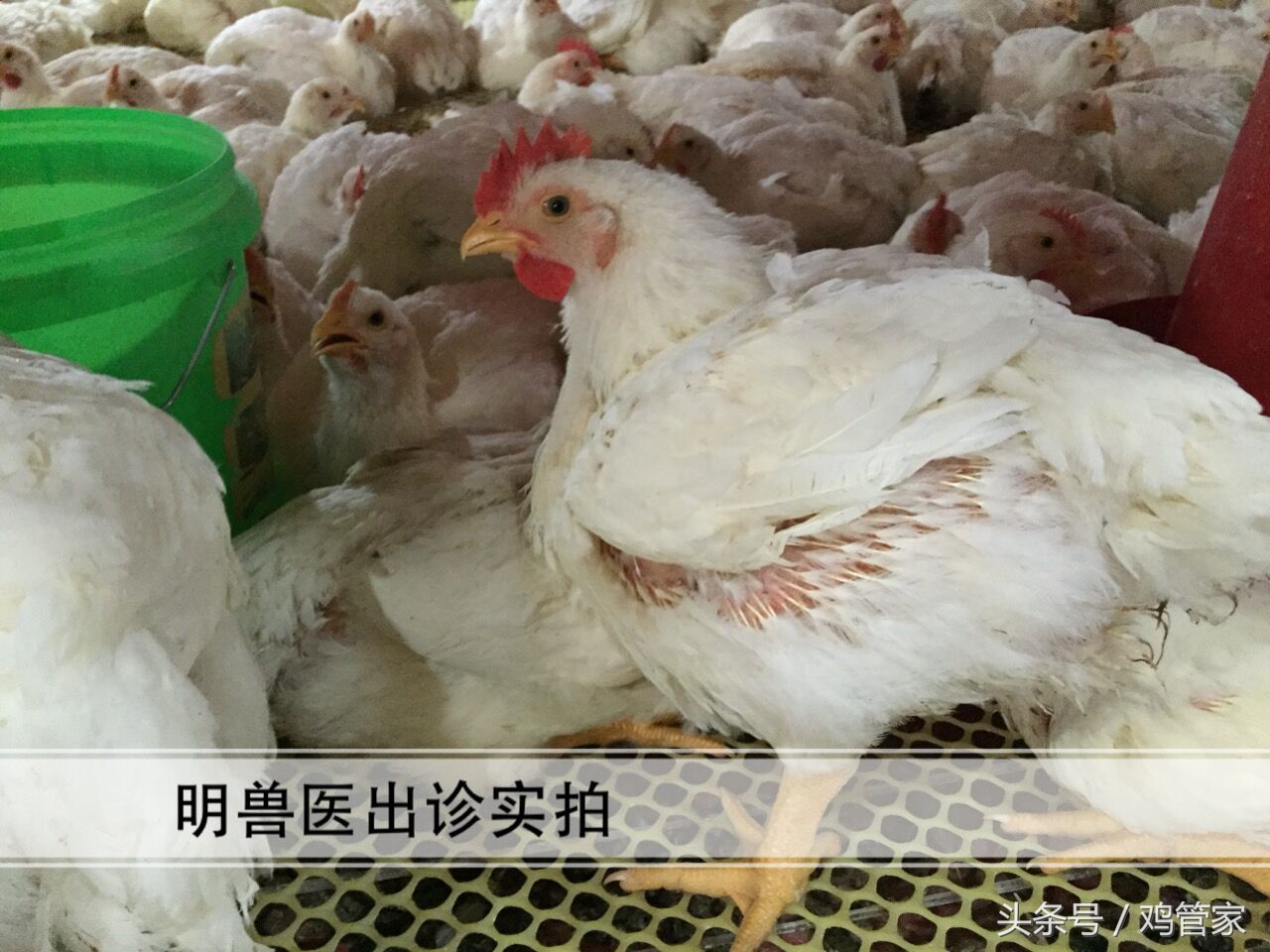 养鸡致富成功案例,养鸡喂猪发家致富