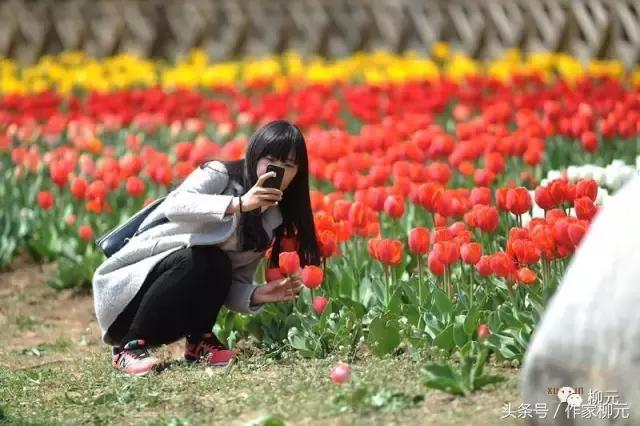 银川花博园郁金香花海,银川花博园游览图