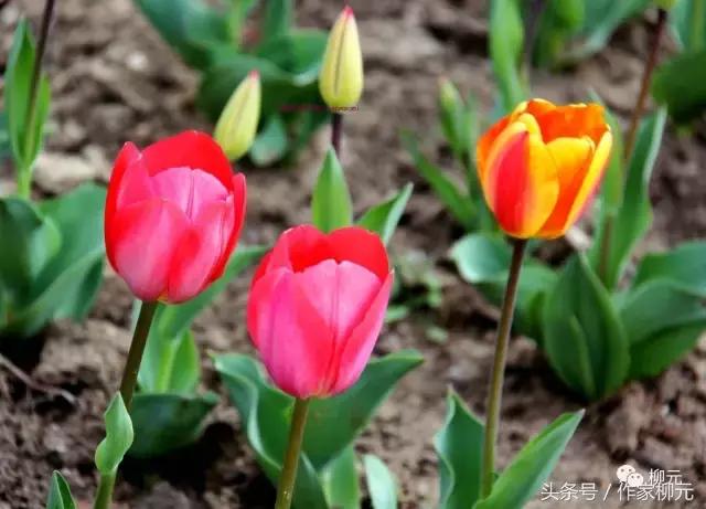 银川花博园郁金香花海,银川花博园游览图