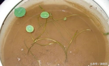 碗莲荷花可以一直用水种植吗,碗莲是要用土来种还是用水来泡的