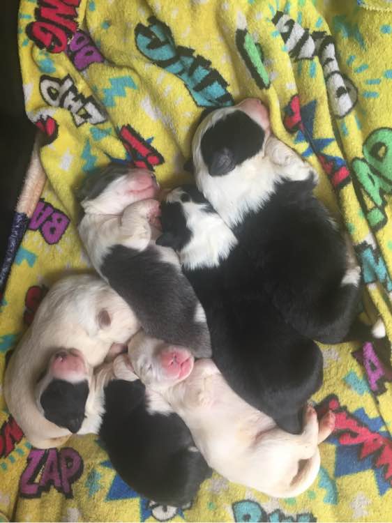 边牧狗狗怀孕多少天显肚子,边牧怀孕多久才可以照b超