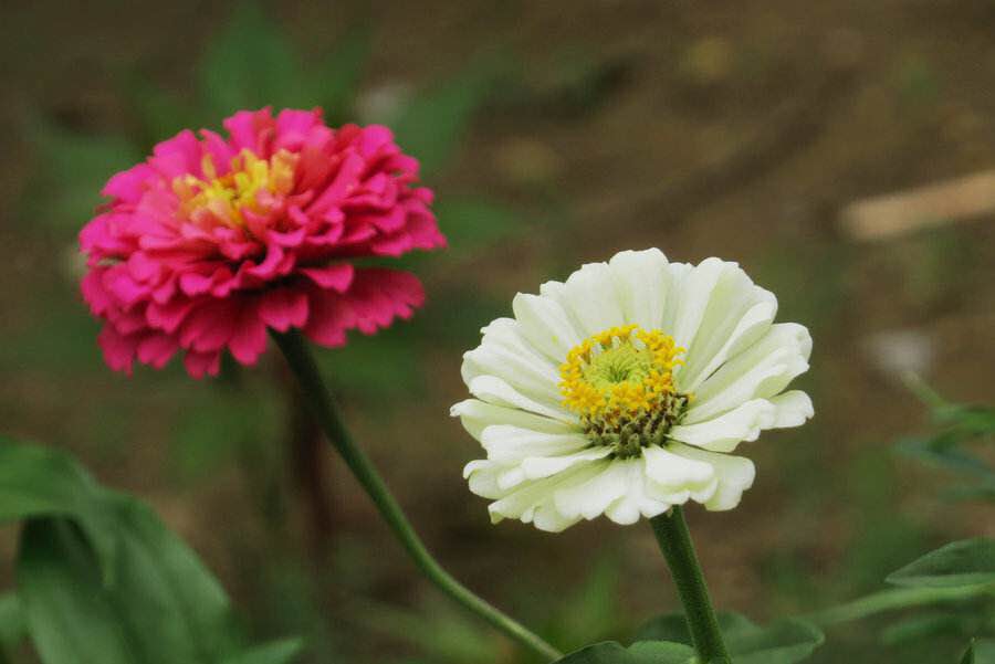 2020年惠州紫溪半岛花海世界,惠州紫溪半岛花海世界几月去最好