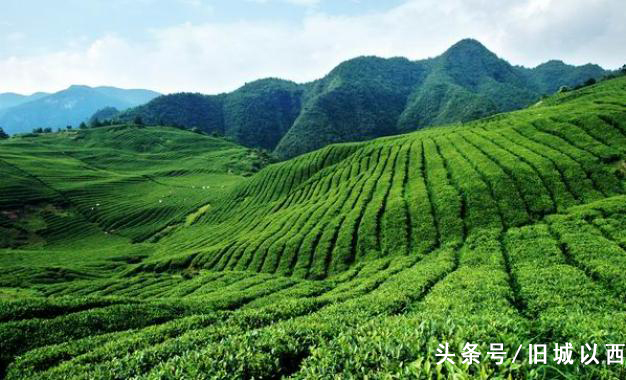 铁观音正味茶叶和脱酸茶区别,正味消青脱酸铁观音工艺上的区别