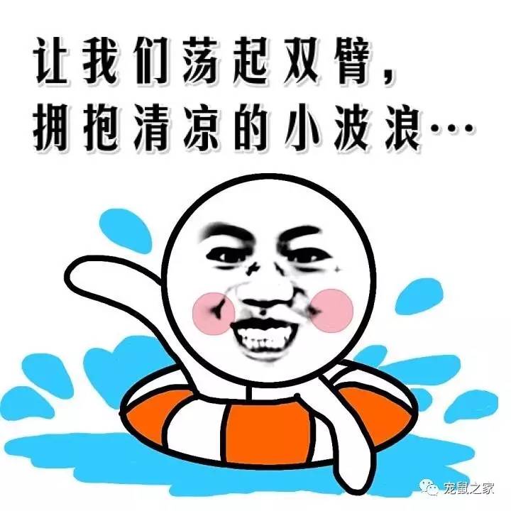 荷兰猪适宜的温度,荷兰猪夏天降温视频教学