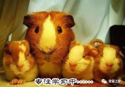 荷兰猪适宜的温度,荷兰猪夏天降温视频教学